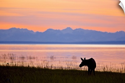 Moose calf feeding along the Tony Knowles Coastal Trail at sunset