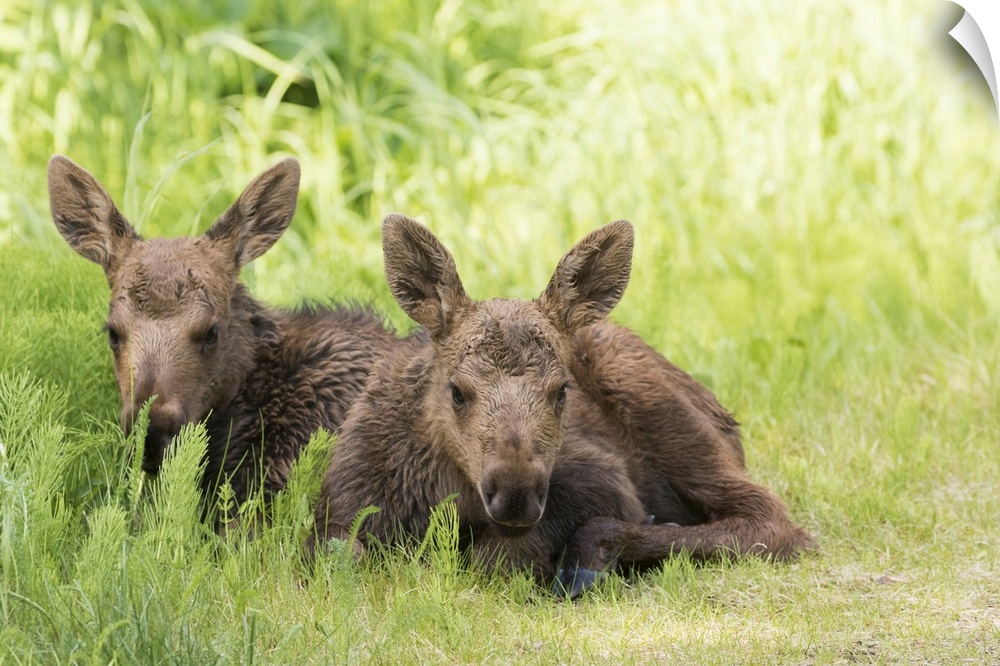 Moose (alces alces) calves laying together while their mother feeds nearby, south-central Alaska. Anchorage, Alaska, unite...