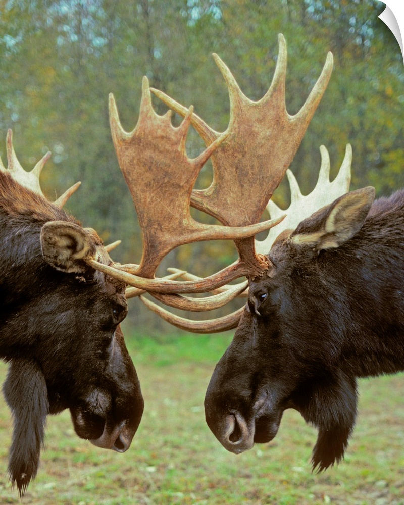 Moose - Dominance Display, Autumn Rut
