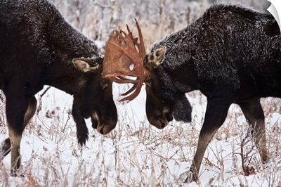 Moose Fighting, Gaspesie National Park, Quebec, Canada