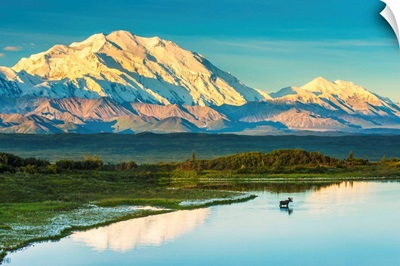 Moose in a pond in Denali National Park with Mount McKinley and the Alaska Range