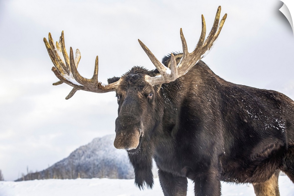 Mature bull moose (alces alces) with antlers shed of velvet standing in snow, Alaska wildlife conservation center, south-c...