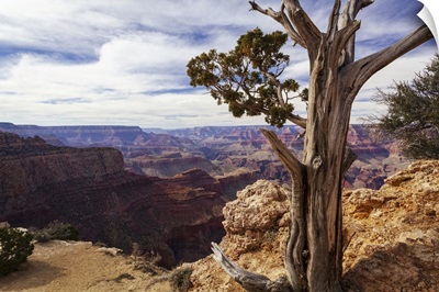 Moran Point At The Grand Canyon, Arizona, United States Of America