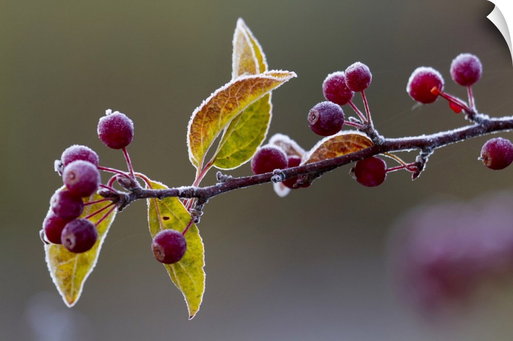 Morning frost on a bing cherry branch (Prunus avium); New York, United States of America