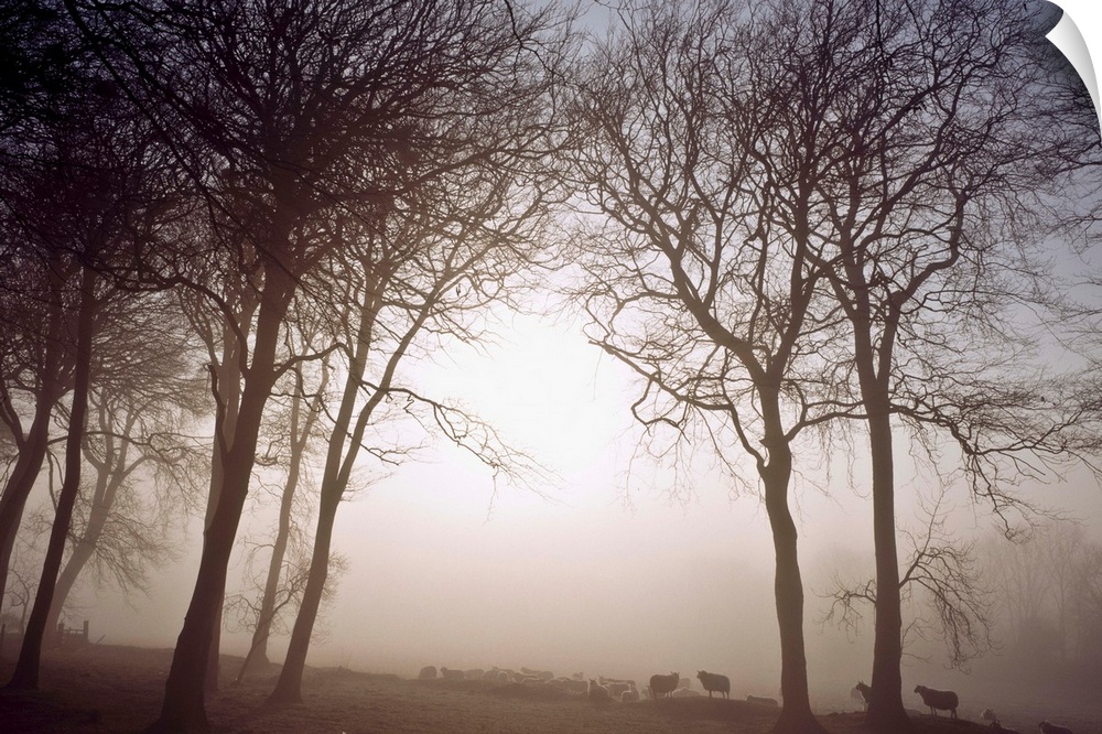 Morning Mist, County Wicklow, Ireland