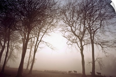 Morning Mist, County Wicklow, Ireland