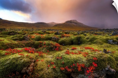 Moss covered lava field at sunrise, Snaefellsness Peninsula; Iceland