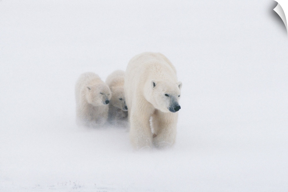 Mother Polar Bear & 2 Cubs in Snow Storm Churchill Canada Winter