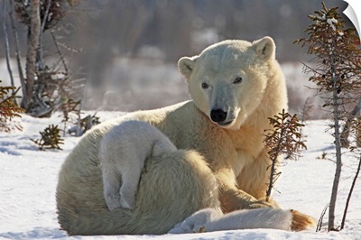 Mother Polar Bear Playing With Her Cub In The Snow, Manitoba, Canada