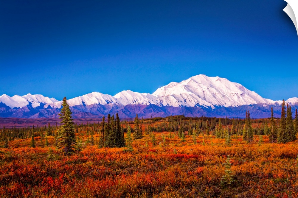 Mount Denali (McKinley) at dawn with fall colors of the tundra in the foreground in autumn, Denali National Park and Prese...