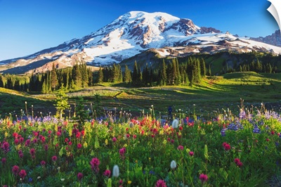 Mount Rainier And Wildflowers In A Meadow, Mount Rainier National Park, Washington
