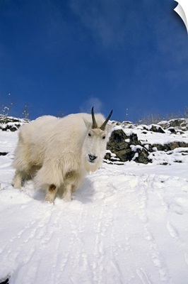 Mountain Goat Billy, Chugach National Forest, Kenai Peninsula