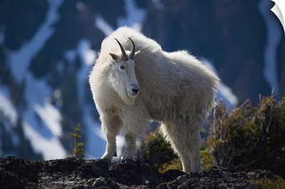 Mountain Goat Looking Left In Winter Coat, Olympic Mountains, Washington