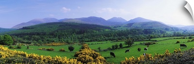 Mourne Mountains, County Down, Ireland, Grazing Animals
