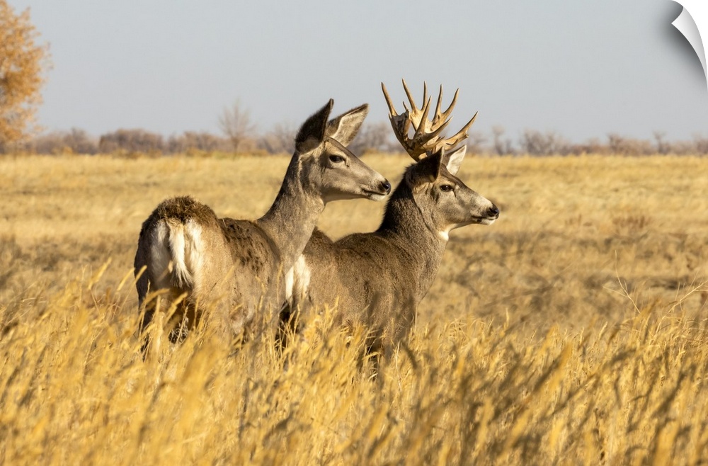 Mule deer buck and doe (Odocoileus hemionus) standing in grass; Steamboat Springs, Colorado, United States of America