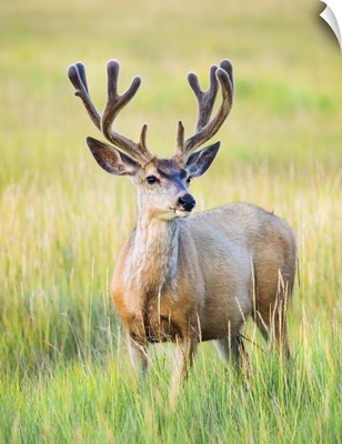 Mule Deer Buck, Steamboat Springs, Colorado