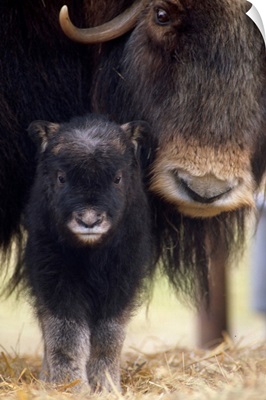 Musk-Ox Cow and Calf, Southcentral Alaska