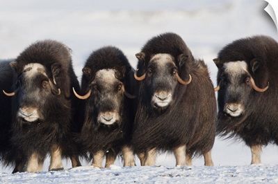 Musk ox cows in a defensive lineup during Winter on the Seward Peninsula near Nome