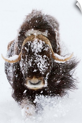 Musk Ox in snow, Alaska Wildlife Conservation Center, Southcentral Alaska, Winter