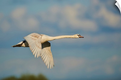 Mute Swan Flying In The Sky With Coloured Clouds, Bavarian Forest, Bavaria, Germany