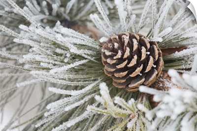 Needles Of A Pine Tree And A Pine Cone Covered In Frost, Calgary, Alberta, Canada
