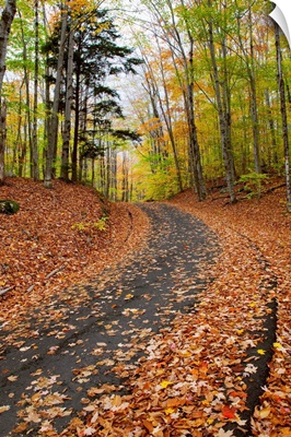 New England, New Hampshire, White Mountains, Path In Forest During Autumn