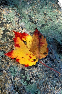 New Hampshire, Maple Leaf On Granite, White Mountains