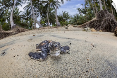 Newly Hatched Baby Green Sea Turtle, Yap, Federated States Of Micronesia