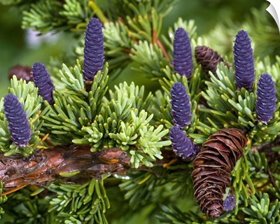 Newly sprouted spruce cones grow amidst last years cones in Glen Alps