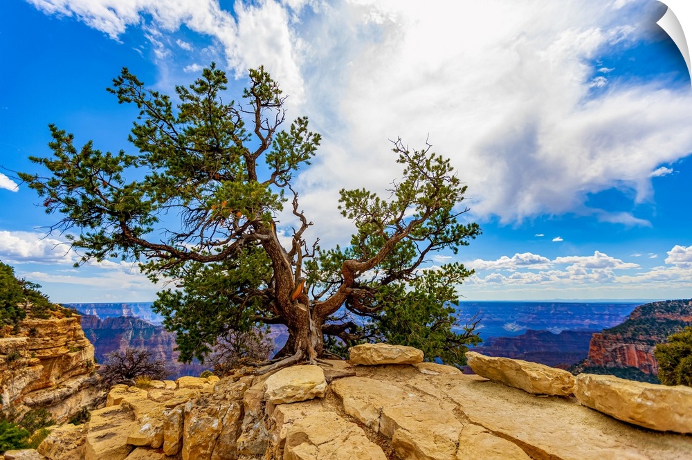 North Rim, Grand Canyon, Grand Canyon National Park; Arizona, United States of America