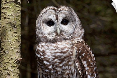Northern barred owl perched on birch limb, Connecticut