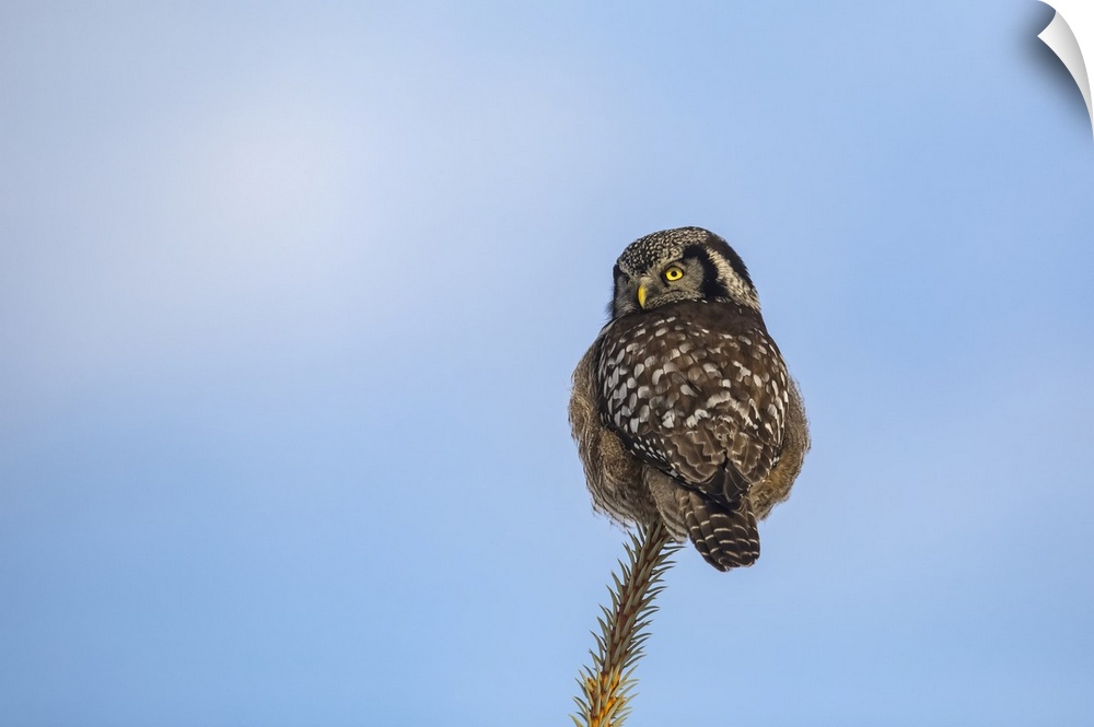 Northern Hawk Owl (Surnia ulula), known for sitting on the highest perch possible while looking for prey such as voles mov...