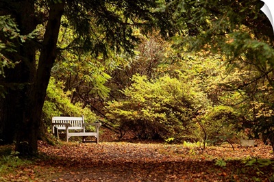 Northumberland, England, UK, Park Bench Along A Path In Autumn