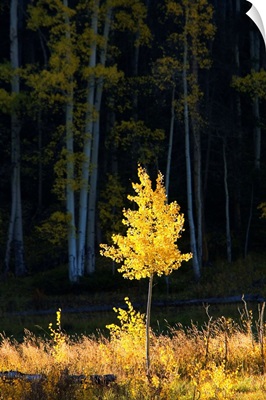 Northwest Colorado, Sunlight Illuminating Single Fall-Colored Aspen Tree