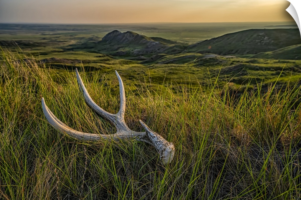 Old deer antler laying in the grass at dusk in Grasslnds National Park; Val Marie, Saskatchewan, Canada.