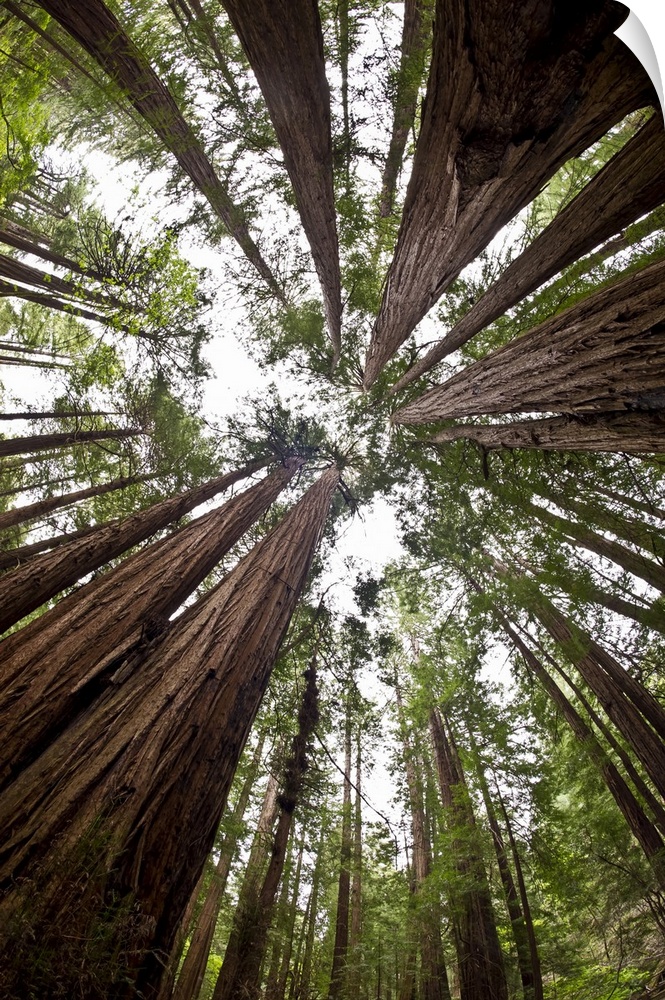 Low angle view of the old growth trees and the sky in Muir Woods National Monument, Mount Tamalpais; California, United St...
