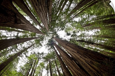 Old Growth Trees And Sky In Muir Woods National Monument, Mount Tamalpais, California