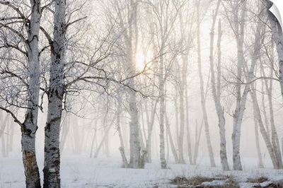 Ontario, Canada, Birch Trees In The Fog