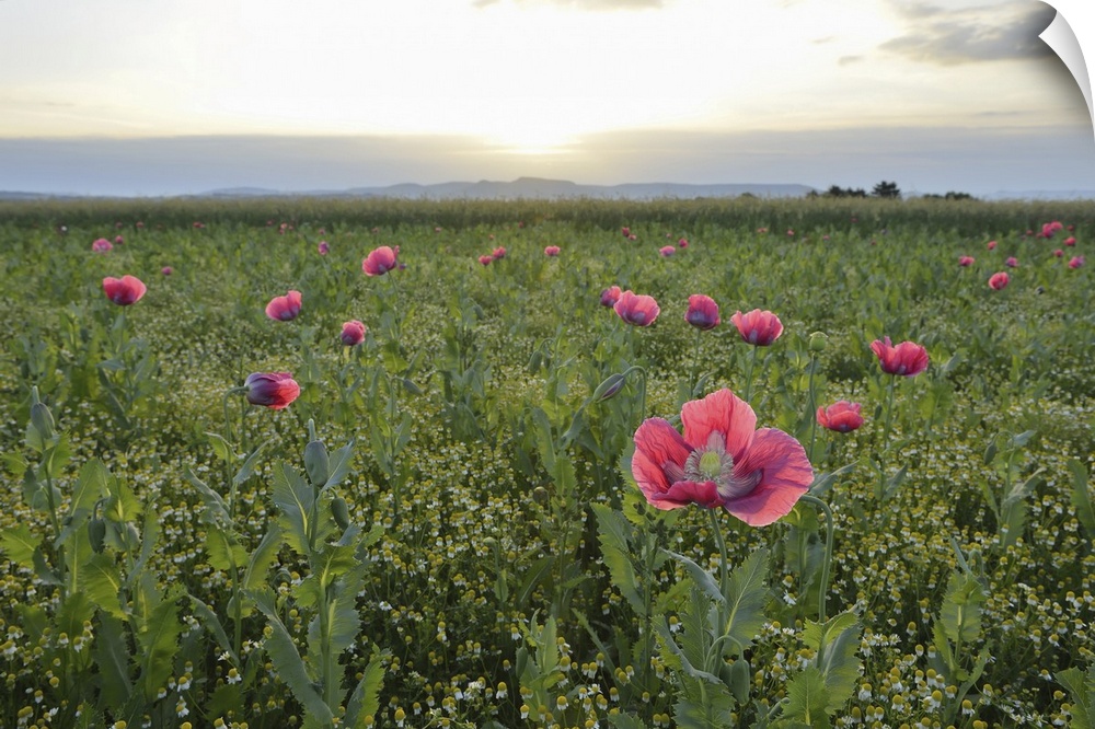 Opium Poppies (Papaver somniferum) in field at Sunrise, Summer, Germerode, Hoher Meissner, Werra Meissner District, Hesse,...