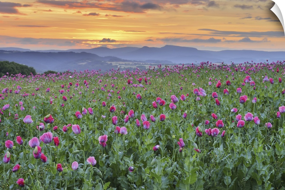 Opium Poppy Field (Papaver somniferum) at Sunrise, Summer, Germerode, Hoher Meissner, Werra Meissner District, Hesse, Germany