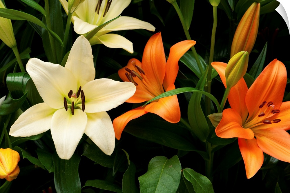 Orange and white lily flowers and buds.