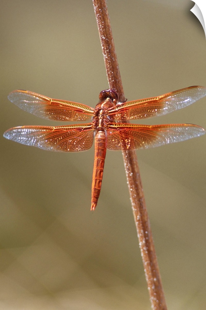 Orange dragonfly, flame skimmer (Libellula saturata) perched on a stick, United States of America