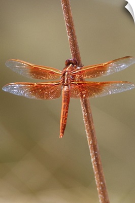 Orange Dragonfly, Flame Skimmer Perched On A Stick