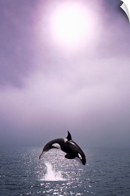 Orca Breaching in Fog