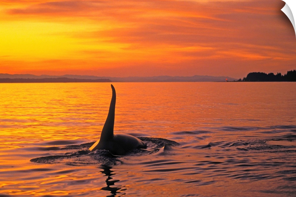 Orca, Johnstone Strait, British Columbia, Canada, Orcinus Orca