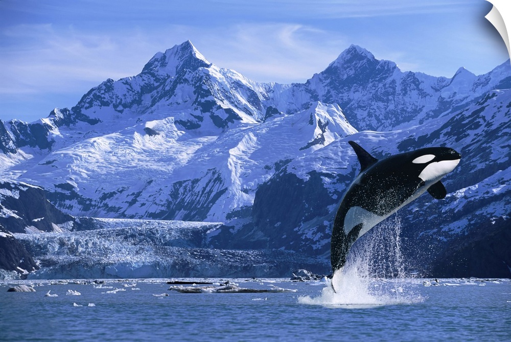Orca Whale Breaching Glacier Bay Composite