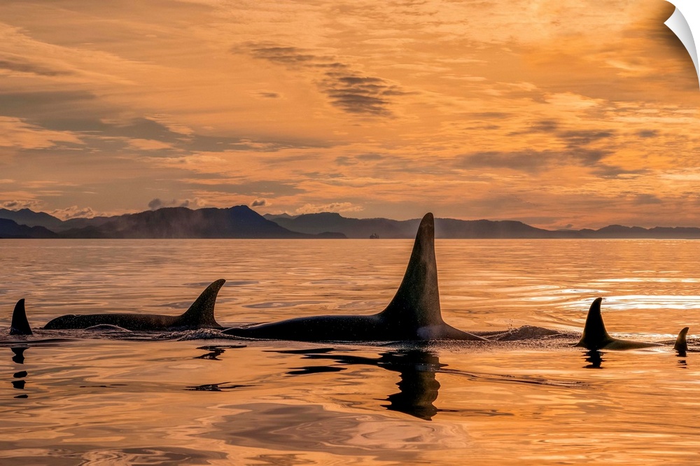 Orca whale (Orcinus orca) pod in Chatham Strait at sunset, Southeast Alaska; Alaska, United States of America.