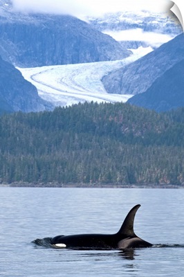 Orca Whale surfaces in Favorite Passage with Eagle Glacier and coastal mountains beyond