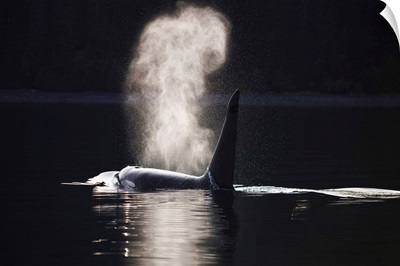 Orca Whale Surfacing, Inside Passage, Admiralty Island, Tongass National Forest, Alaska