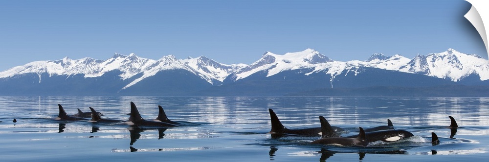 A group of Orca (killer) whales come to the surface on a calm day in Lynn Canal, Alaska, near Juneau.
